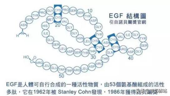 羊奶中的活性因子的作用